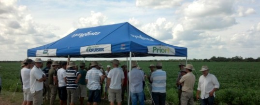 Dia de Campo AGROVIT – SYNGENTA